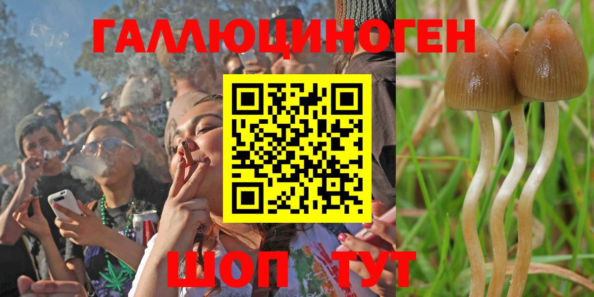 Королёв  Галлюциногенные грибы Psilocybe  Вход с VPN 